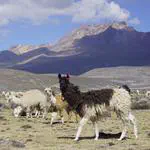 Aerial Peruvian Andes Campaign (ALPACA) Dataset 2019